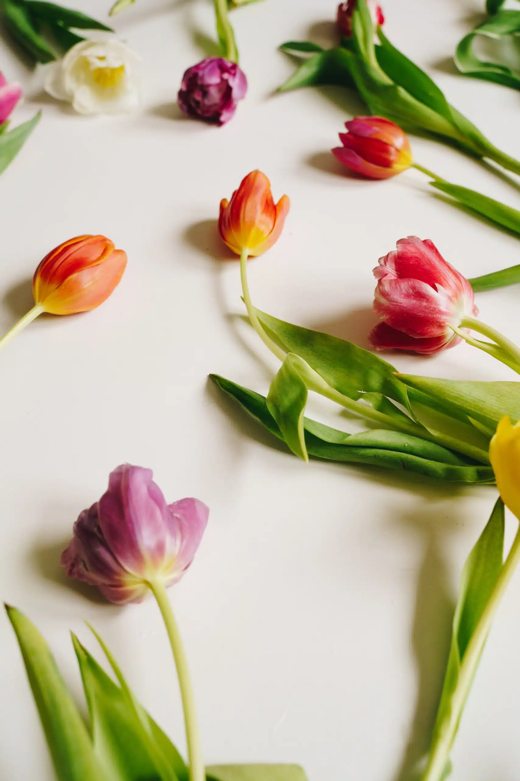 Tulipanes rojos y rosas sobre una mesa blanca